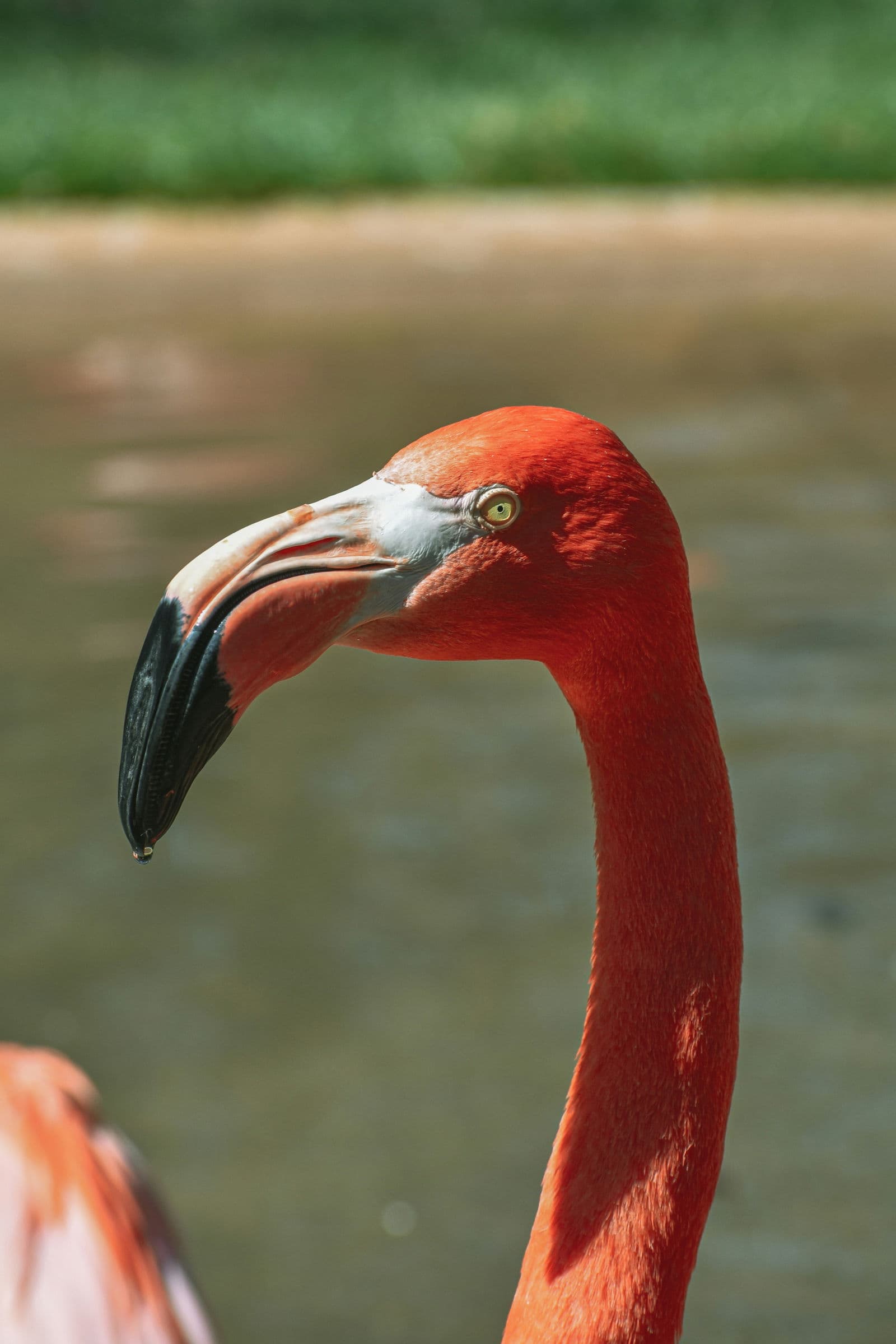Andean Flamingo