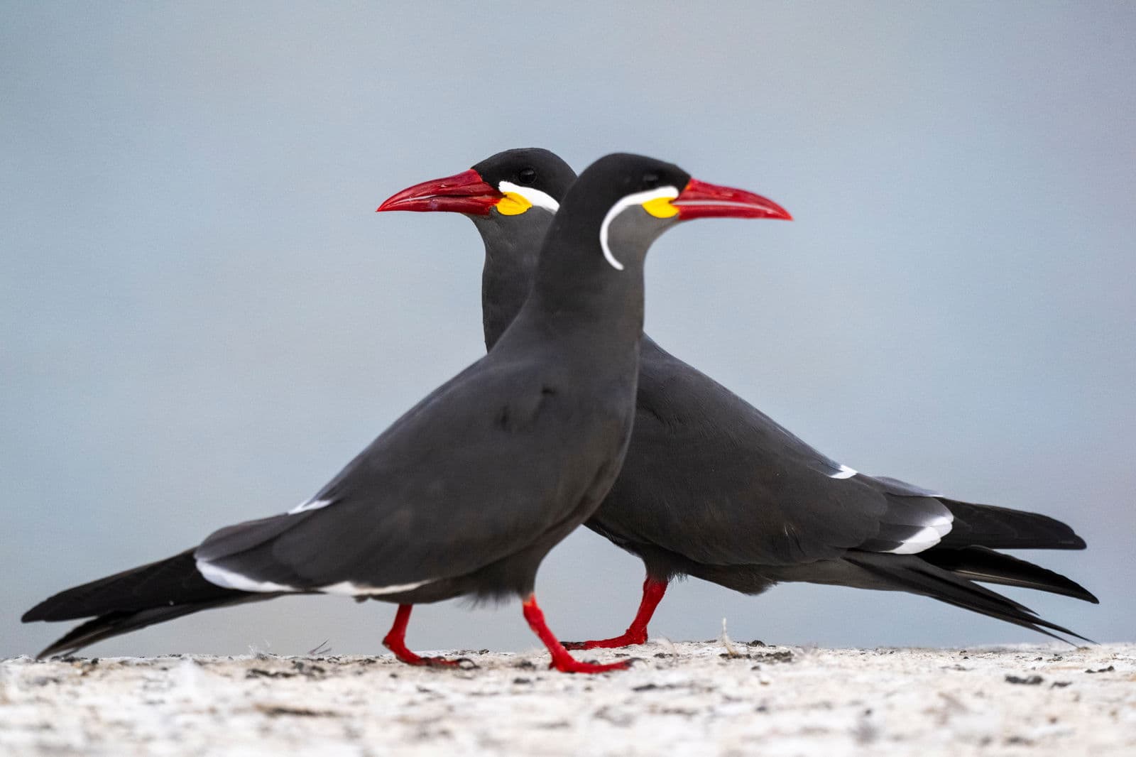 Inca Tern
